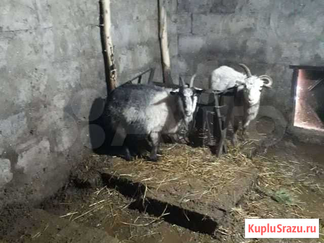 Продам коз Старый Оскол - изображение 1