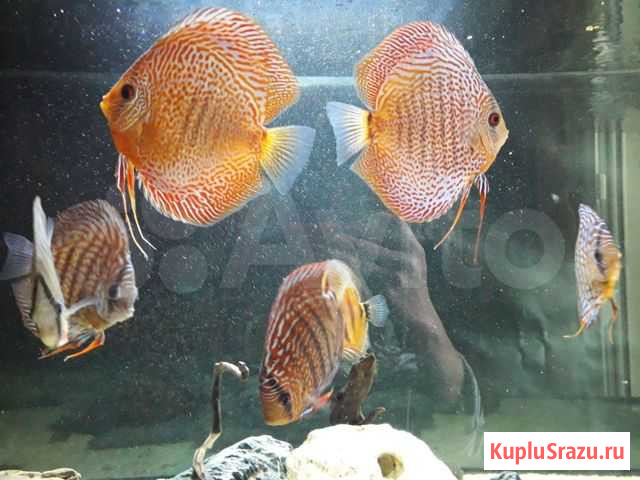 Аквариумы дискусы альтумы Калининград - изображение 1