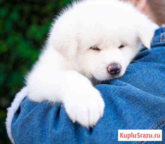 Выгул собак.Передержка Москва