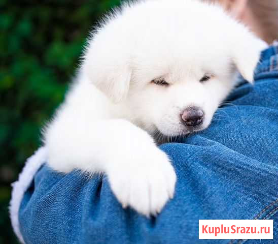 Выгул собак.Передержка Москва - изображение 1