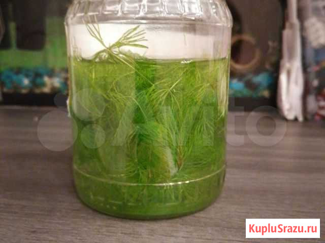 Водоросли Хабаровск - изображение 1