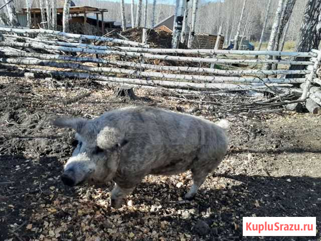 Свинокоп Карабаш - изображение 1