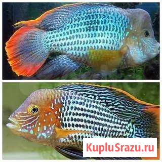 Акара бирюзовая Барнаул - изображение 1