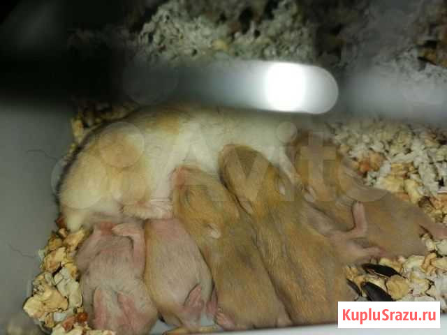 Хомяки Рубцовск - изображение 1