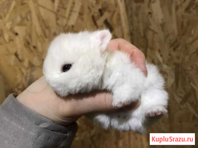 Крольчата карликовые гермелины Тула - изображение 1