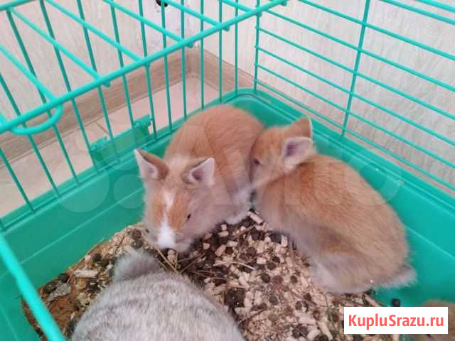 Кролик декоративный Владикавказ - изображение 1