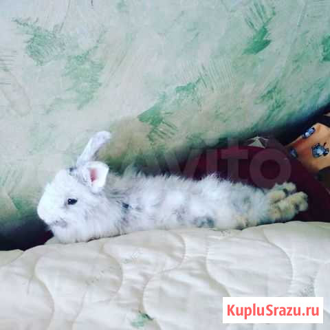 Кролик Тула - изображение 1