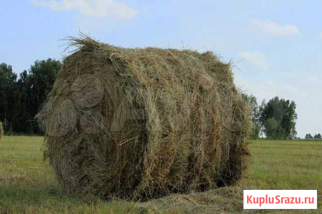 Сено в рулонах Корткерос - изображение 1
