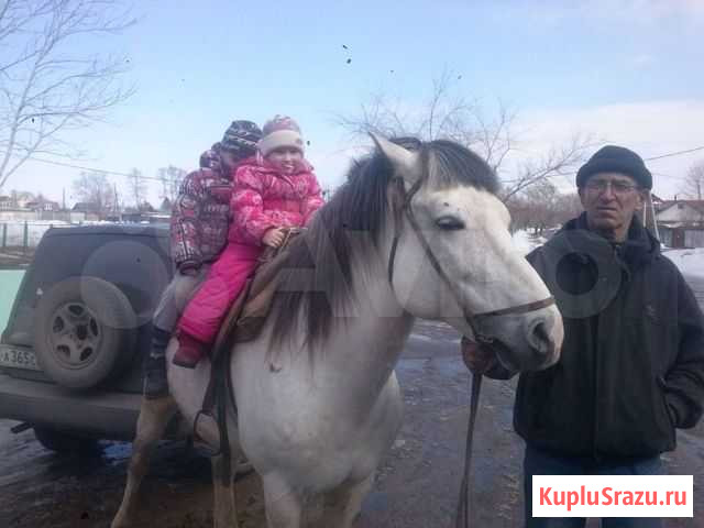 Продам трех коров или одну обменяю на быка Приамурский - изображение 1