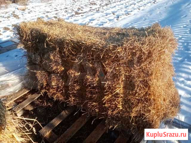Солома Богородск - изображение 1