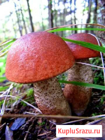 Грибы белые,красные сухие,любые, без песка, вакуум Москва - изображение 1