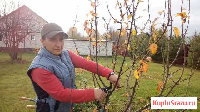 Обрезка деревьев Владимир - изображение 1
