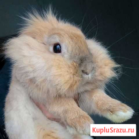 Кролик-девочка Георгиевск - изображение 1