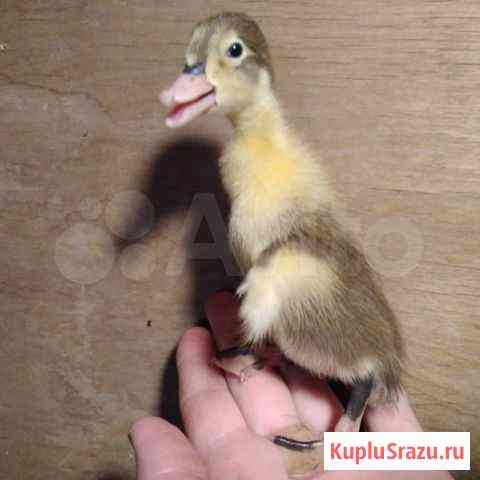 Инкубационное яйцо Москва