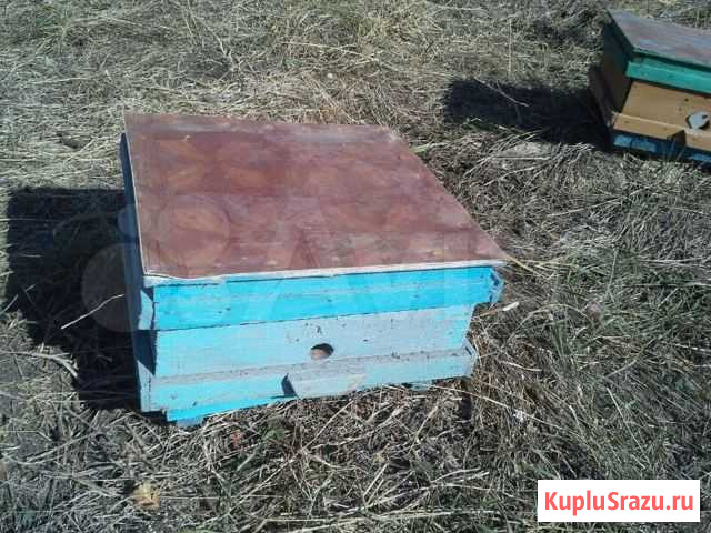 Нуклеус маточный Ставрополь - изображение 1