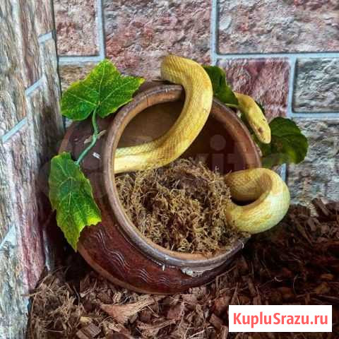 Змея маисовый полоз Уфа - изображение 1