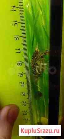 Раки мраморные Набережные Челны