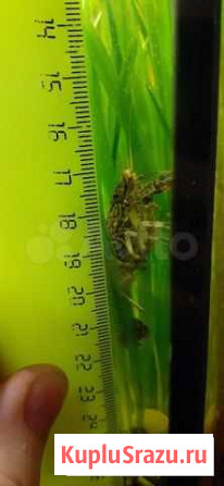 Раки мраморные Набережные Челны - изображение 1