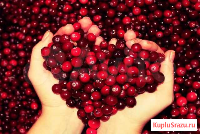 Ягоды и Кедровые орехи Ноябрьск - изображение 1