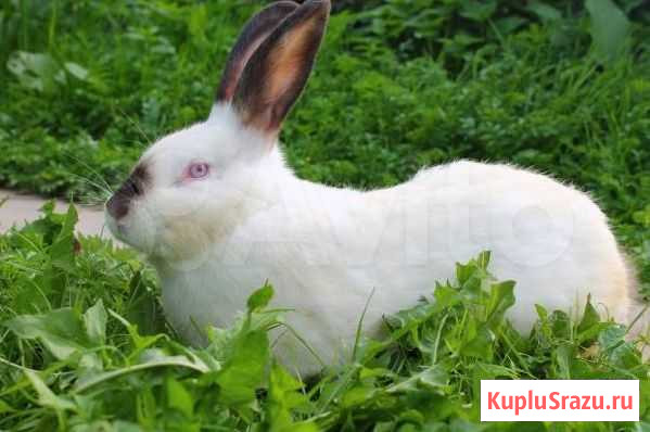 Кролики калифорнийской породы Калининск - изображение 1