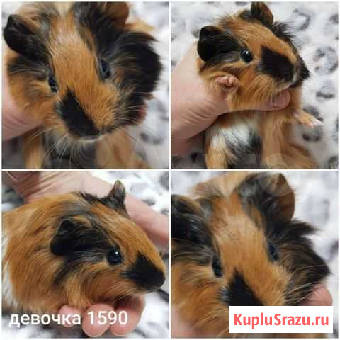 Морские свинки Иркутск - изображение 1