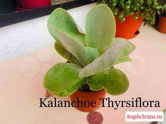 Каланхоэ Тирсифлора Kalanchoe Thyrsiflora Красногорск