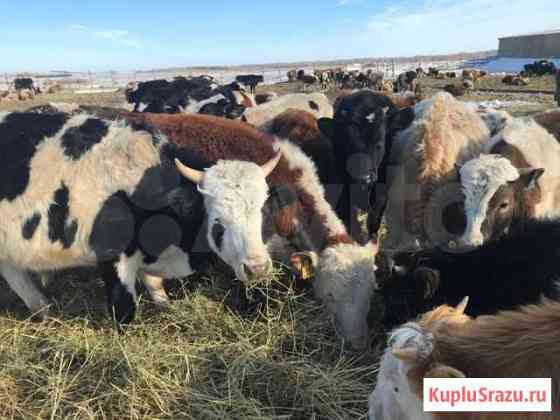 Быки Продам Барнаул