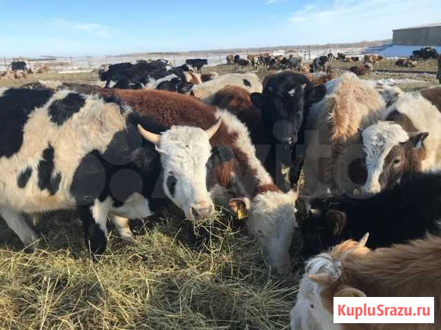 Быки Продам Барнаул - изображение 1