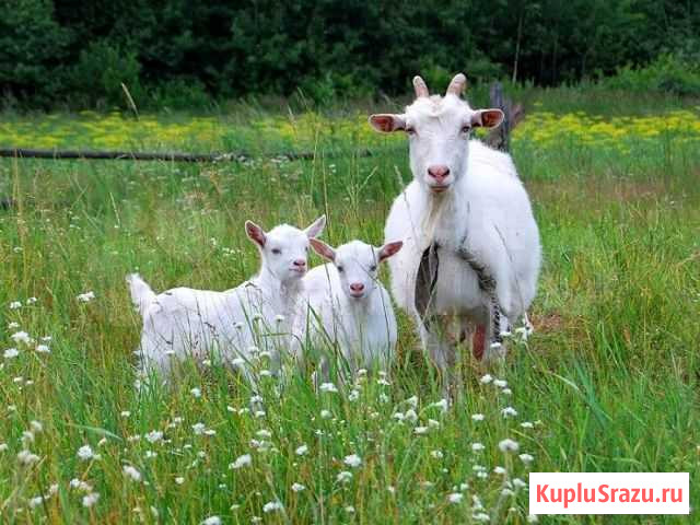 Козы дойные и суягные (козочки,коза) Шадринск - изображение 1