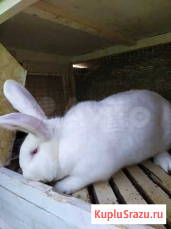 Кролики Белый Великан Санкт-Петербург - изображение 1