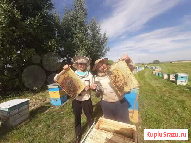 Пчелопакеты карника карпатка бакфаст 3+1 Красноусольский - изображение 1