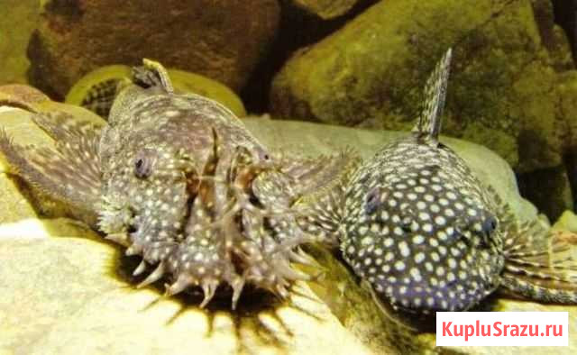 Анциструс Балашиха - изображение 1