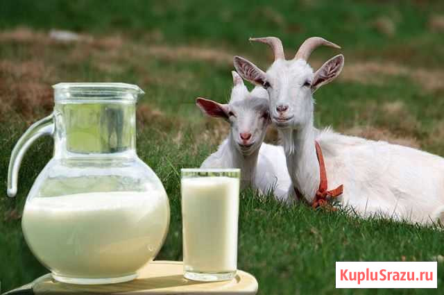Козье молоко Липецк - изображение 1