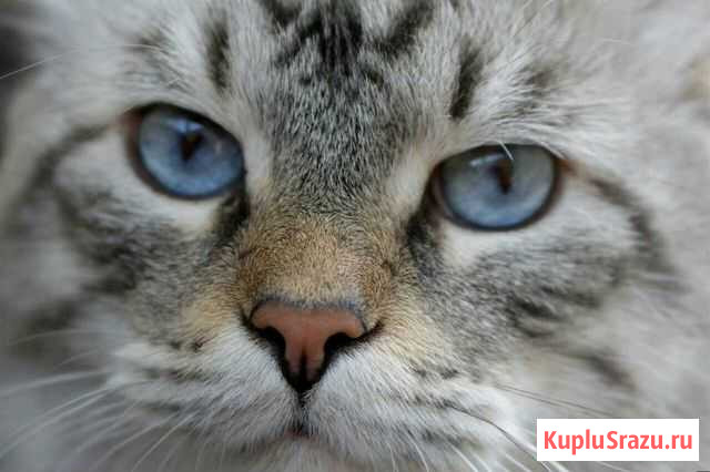 Кот породы Невская Маскарадная, вязка Белгород - изображение 1