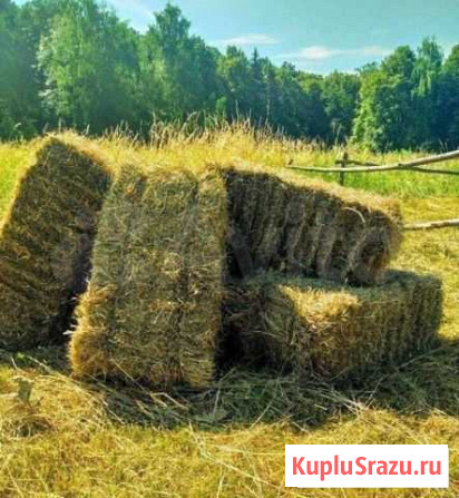 Сено и солома Магнитогорск - изображение 1