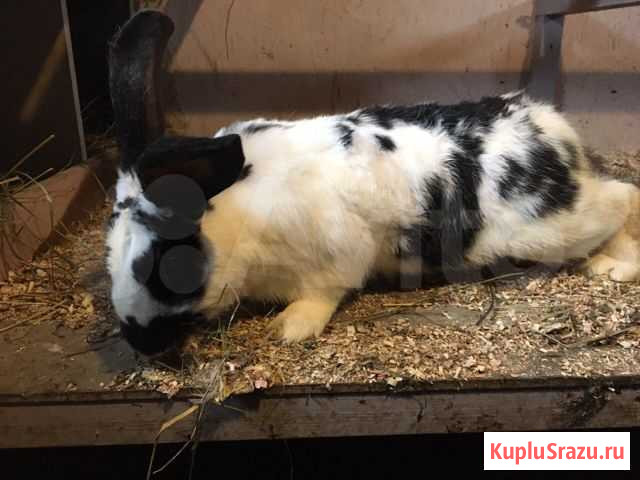 Продажа кроликов Дмитров - изображение 1