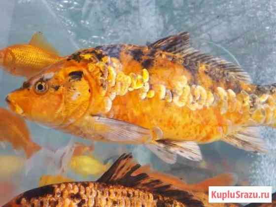 Форель радужная, Форель золотая, Сом для пруда Красногорск