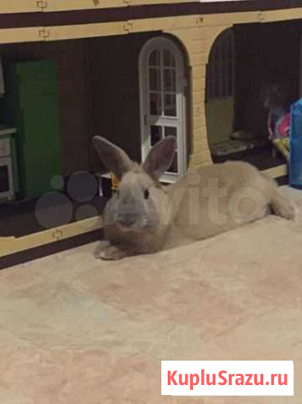 Декоративные кролики Пермь - изображение 1