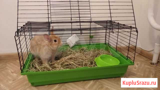 Кролик с клеткой Томск - изображение 1