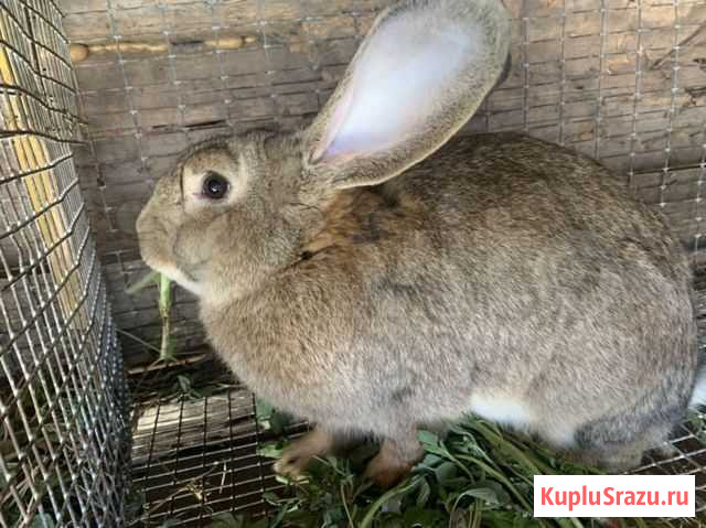 Кролики Кротовка - изображение 1