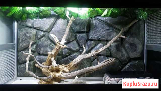 Фоны для террариума Рыбинск - изображение 1