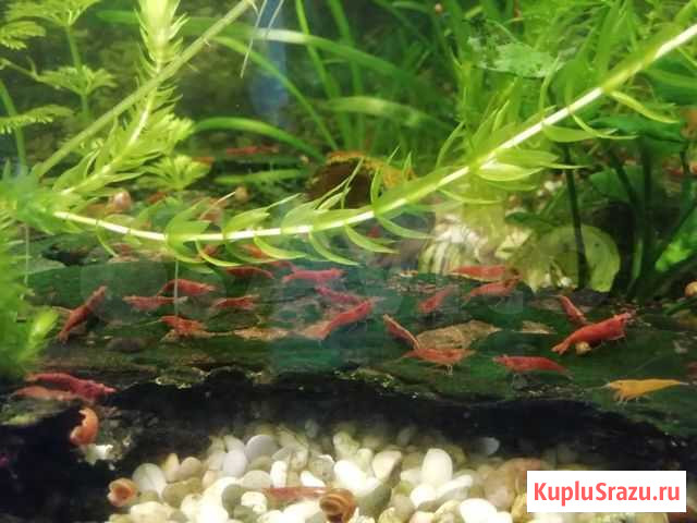 Креветки, растения Нижний Новгород - изображение 1