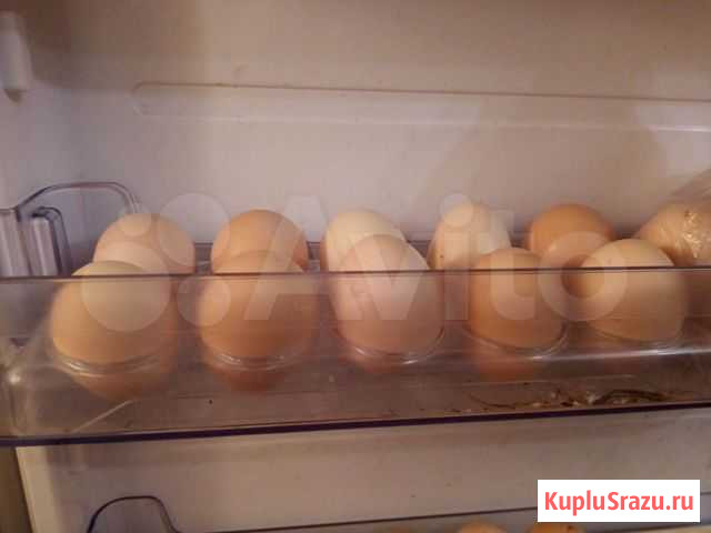 Домашние куриные яйца Мелеуз - изображение 1