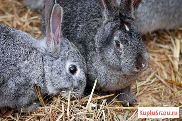 Продам кроликов Омск - изображение 1