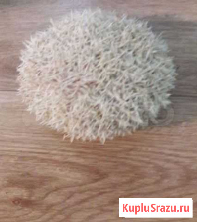 Ёжик Африканский Карликовый Иркутск - изображение 1