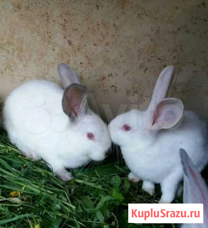 Калифорнийские кролики Муром - изображение 1