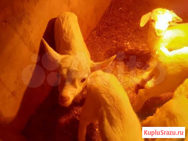 Козлята Аскиз - изображение 1