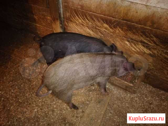 Поросята Кузнецк - изображение 1