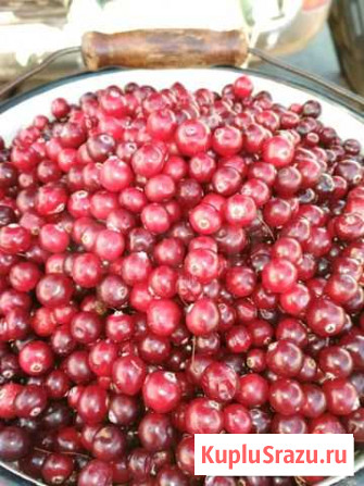 Брусника, Клюква, ягода,орех Ангарск - изображение 1