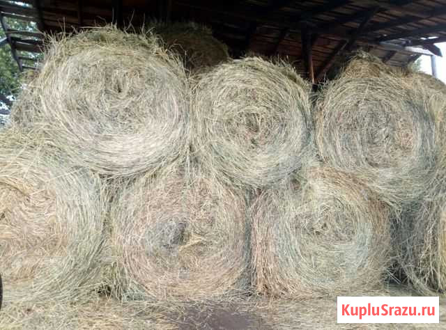 Сено домашнее 300-350кг Новозыбков - изображение 1